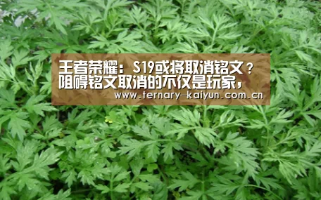 王者荣耀:S19或将取消铭文?阻碍铭文取消的不仅是玩家,更是他-开云体育(图2) 开云体育